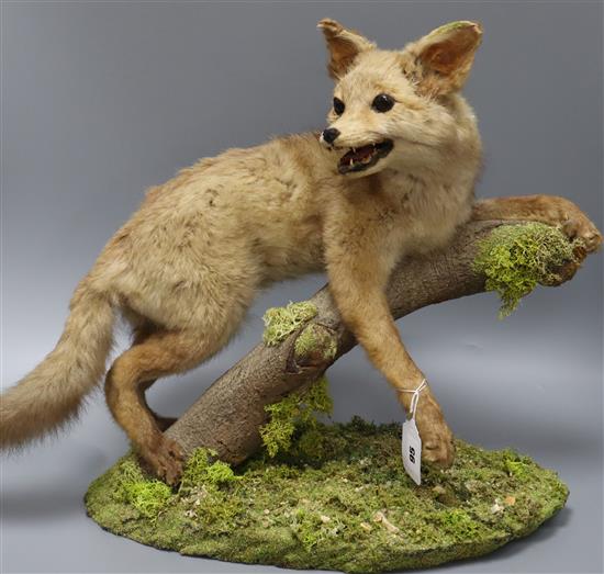 A taxidermic fox height 40cm